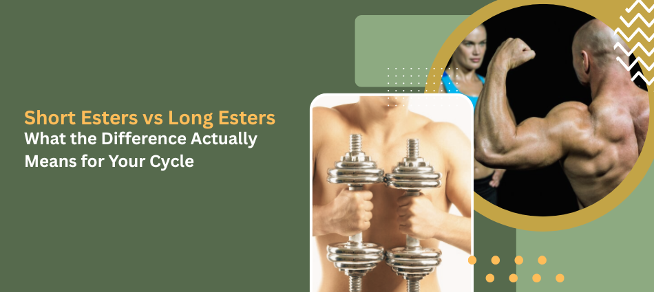 Short Esters vs Long Esters: What the Difference Actually Means for Your Cycle